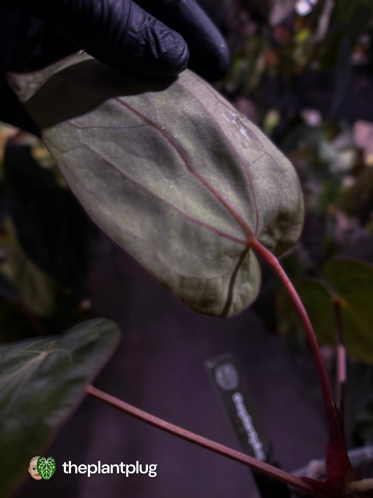 Anthurium (antolakii x 'RDP') x carlablackiae 🌟