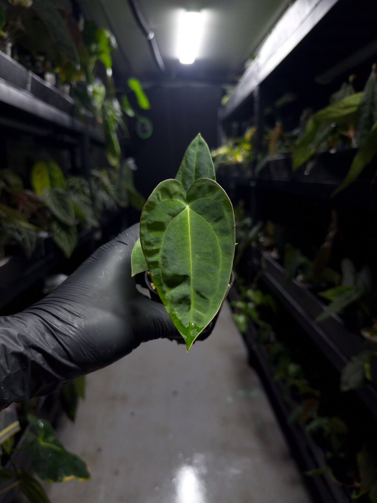 Anthurium ('AOS' x BVEP) x (carlablackiae x BVEP)