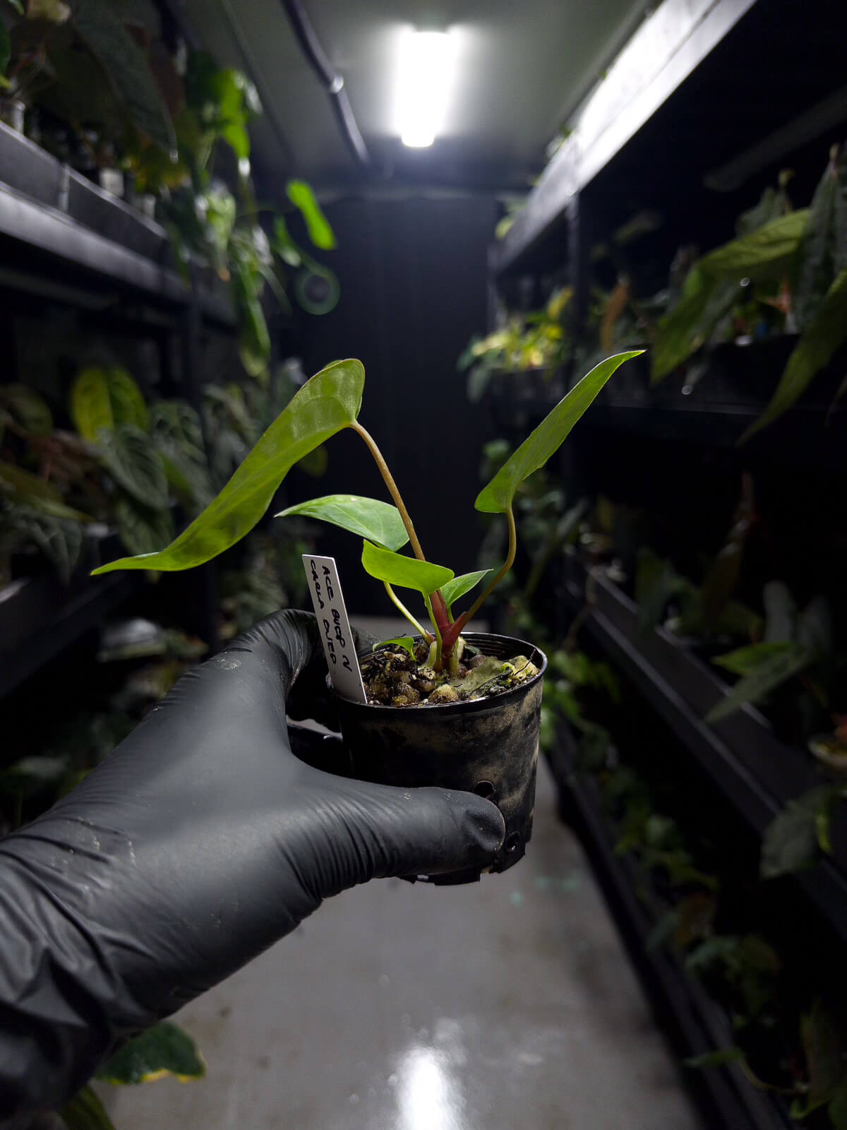 Anthurium ('AOS' x BVEP) x (carlablackiae x BVEP)