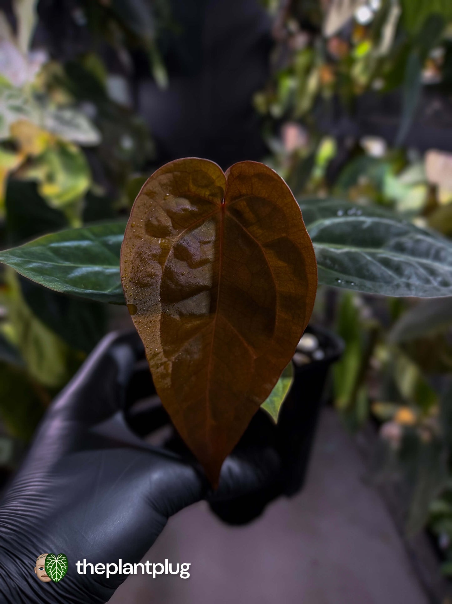 Anthurium 'michelle' x (carlablackiae x 'BVEP') • first release 🎇