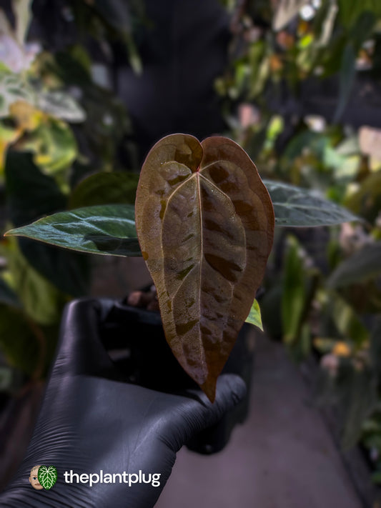 Anthurium 'michelle' x (carlablackiae x 'BVEP') • first release 🎇