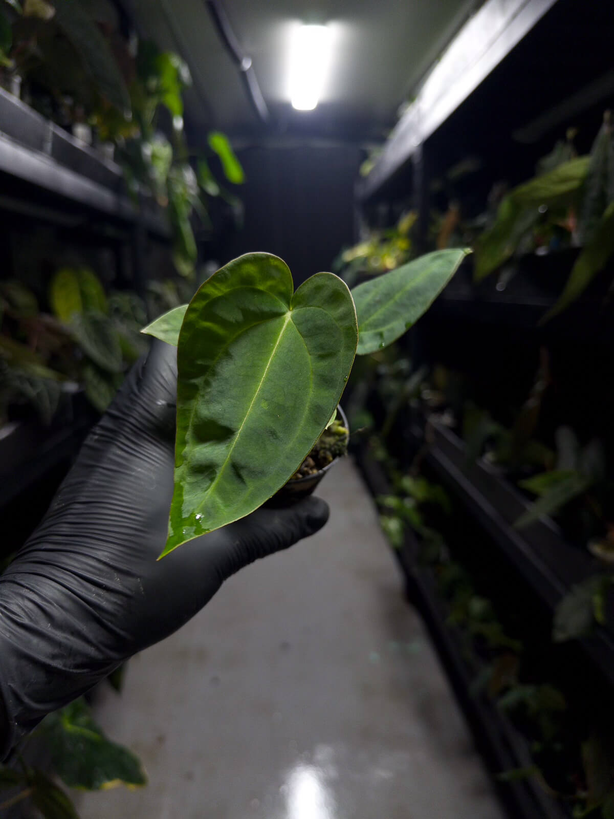 Anthurium ('AOS' x BVEP) x (carlablackiae x BVEP)