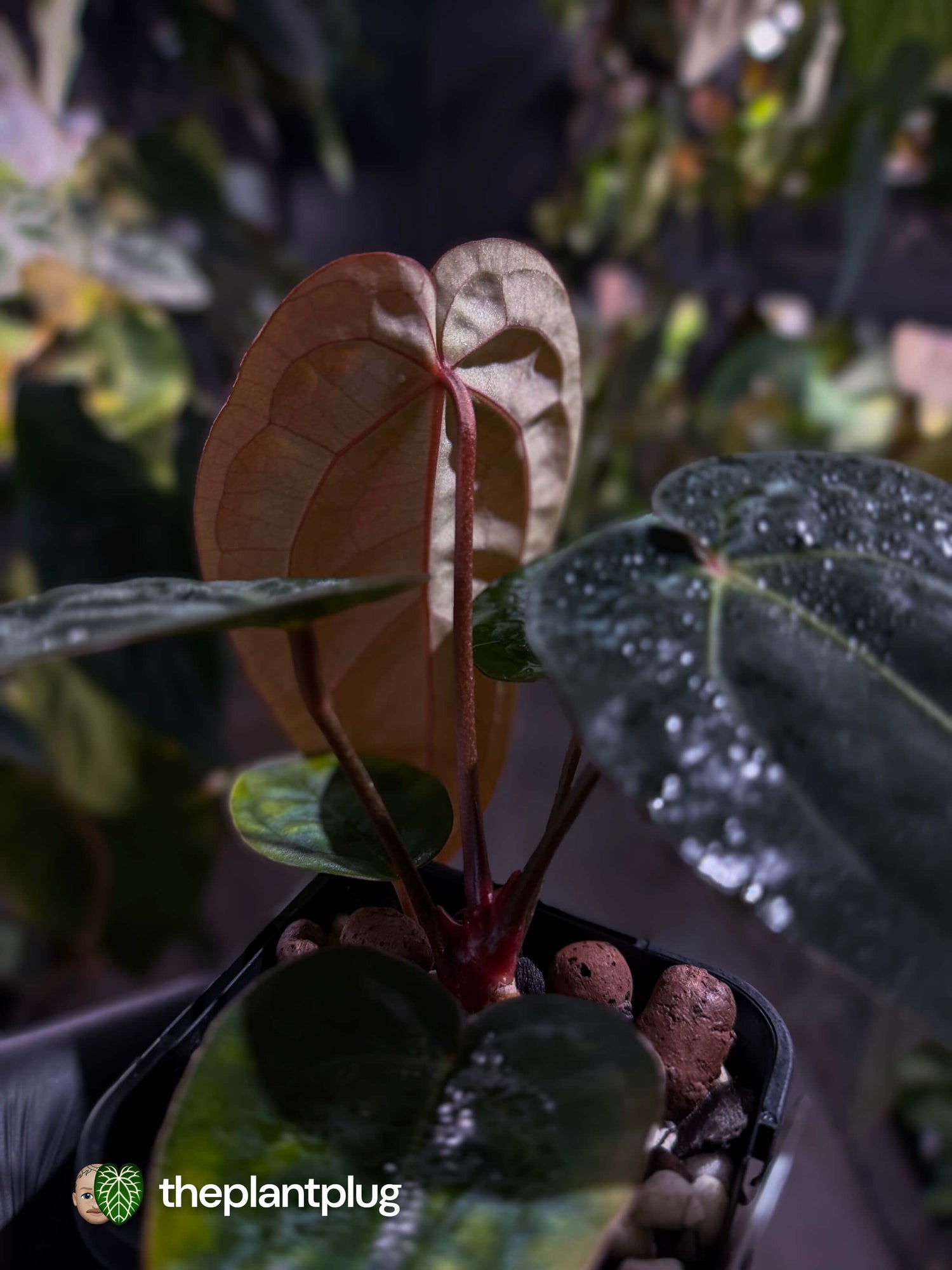 Anthurium 'michelle' x (carlablackiae x 'BVEP') • first release 🎇