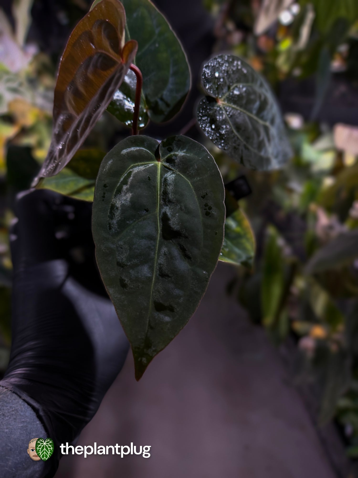 Anthurium 'michelle' x (carlablackiae x 'BVEP') • first release 🎇