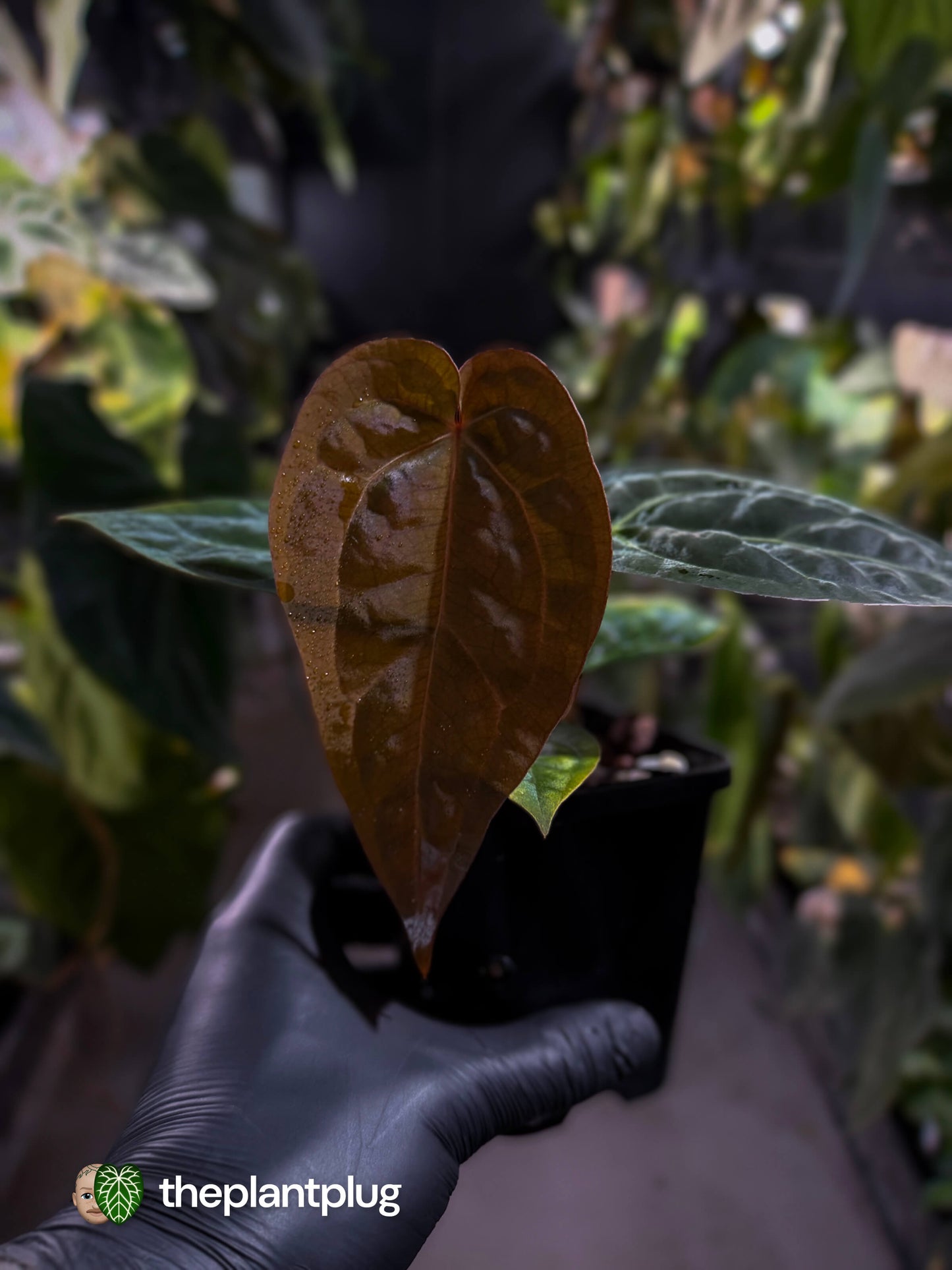 Anthurium 'michelle' x (carlablackiae x 'BVEP') • first release 🎇