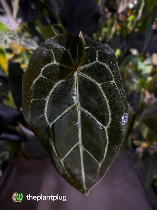 Anthurium 'Bigfoot' 🦧