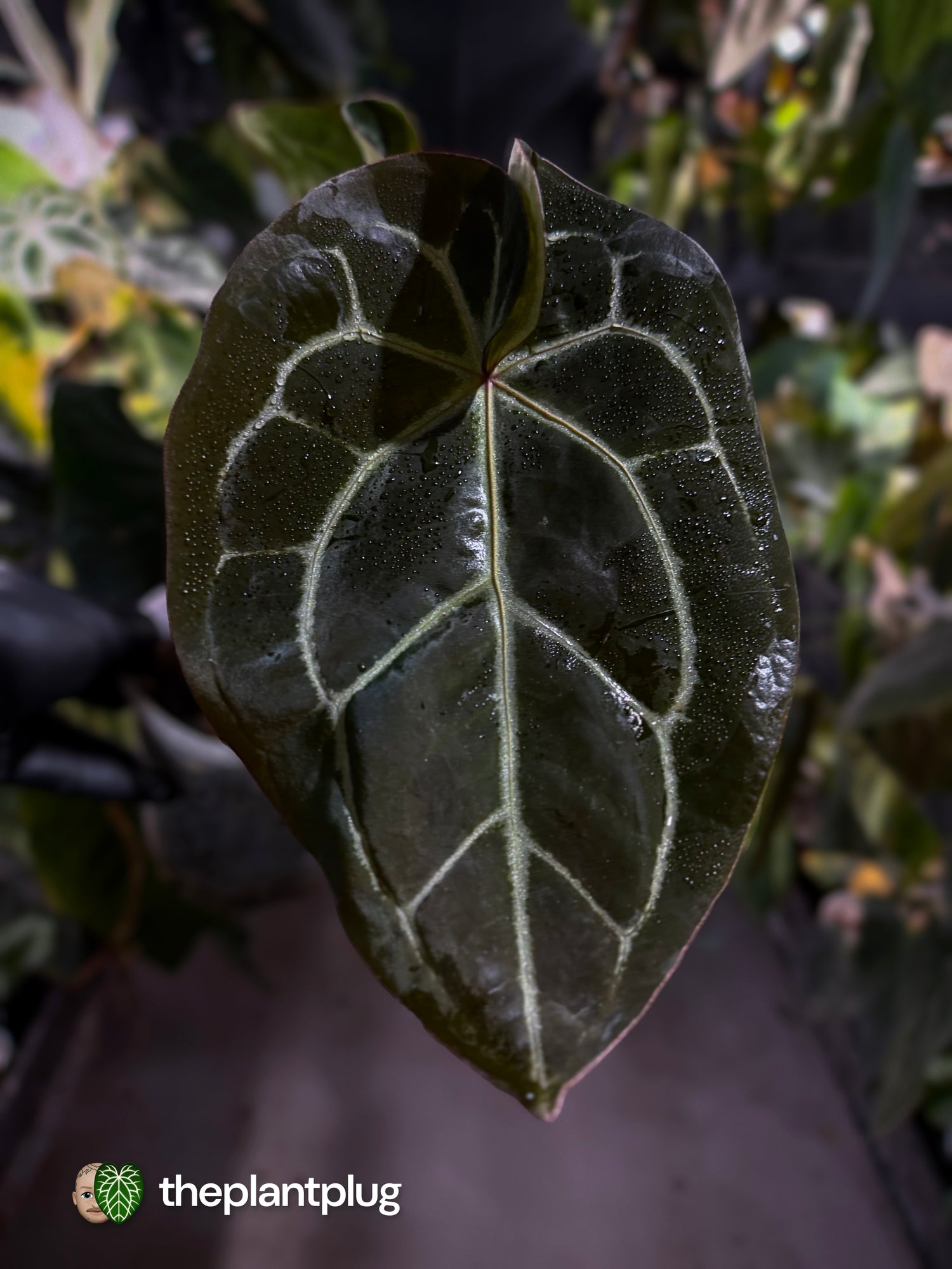 Anthurium 'Bigfoot' 🦧