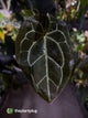 Anthurium 'Bigfoot' 🦧