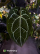 Anthurium 'Bigfoot' 🦧