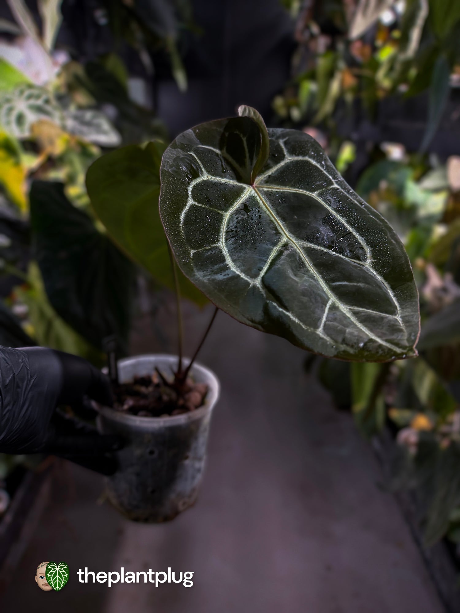 Anthurium 'Bigfoot' 🦧