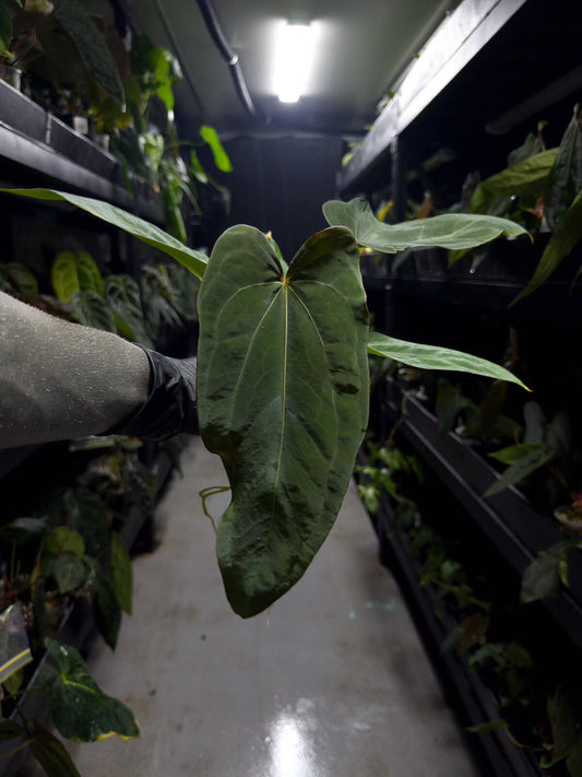 Anthurium (carlablackiae x dressleri) x (papillilaminum RLself)