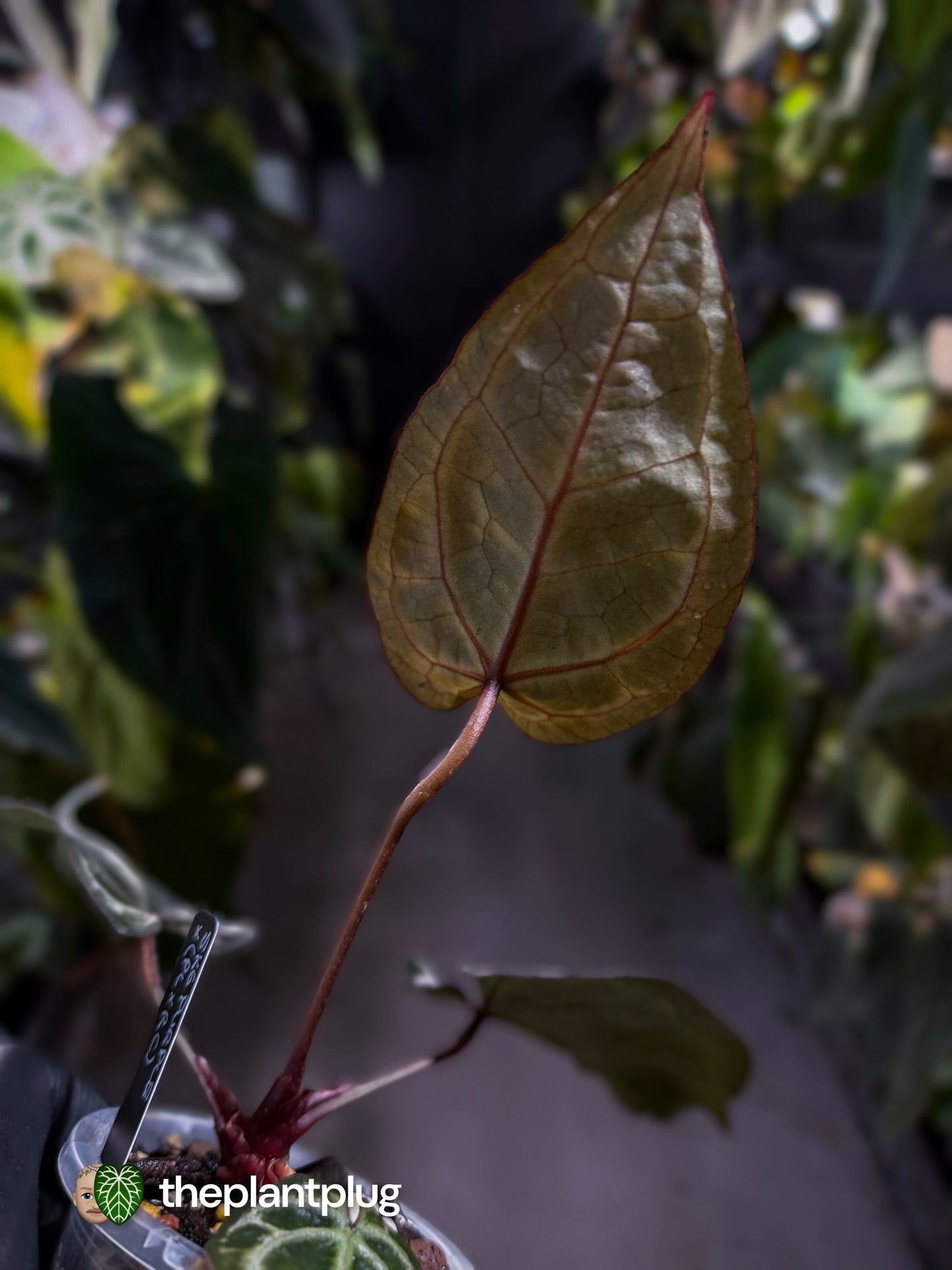 Anthurium SKG purple x ('Pink Lemonade' x 'Red Crystal') 💜