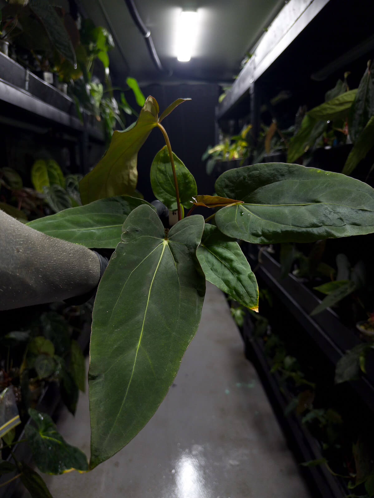 Anthurium (carlablackiae x dressleri) x (papillilaminum RLself)