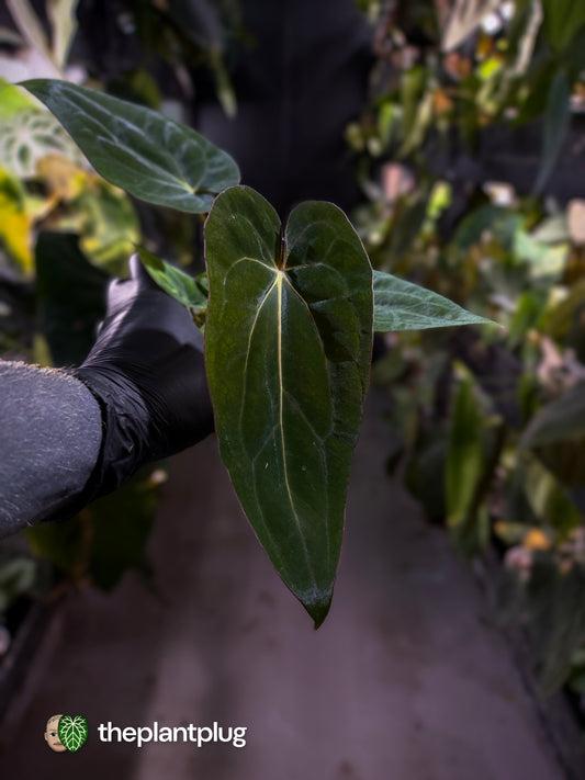 Anthurium (dressleri 'RG' f2 x carlablackiae 'Amanda') x (carlablackiae x antolakii / BVEP) 💫