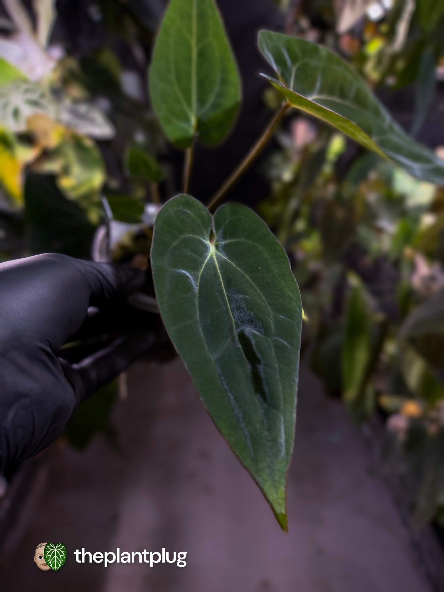 Anthurium (dressleri 'RG' f2 x carlablackiae 'Amanda') x (carlablackiae x antolakii / BVEP) 💫