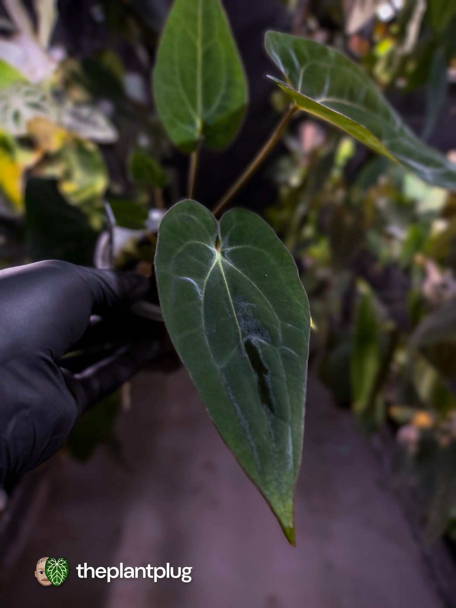 Anthurium (dressleri 'RG' f2 x carlablackiae 'Amanda') x (carlablackiae x antolakii / BVEP) 💫