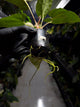 Anthurium (carlablackiae x dressleri) x (papillilaminum RLself)