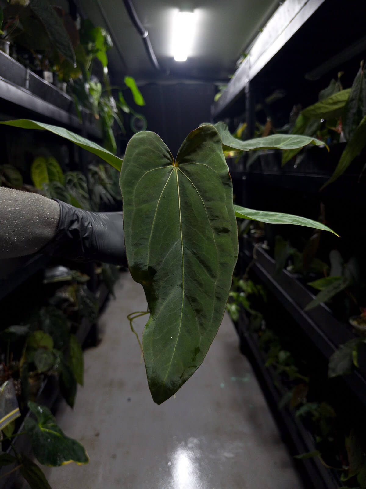 Anthurium (carlablackiae x dressleri) x (papillilaminum RLself)