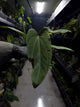 Anthurium (carlablackiae x dressleri) x (papillilaminum RLself)