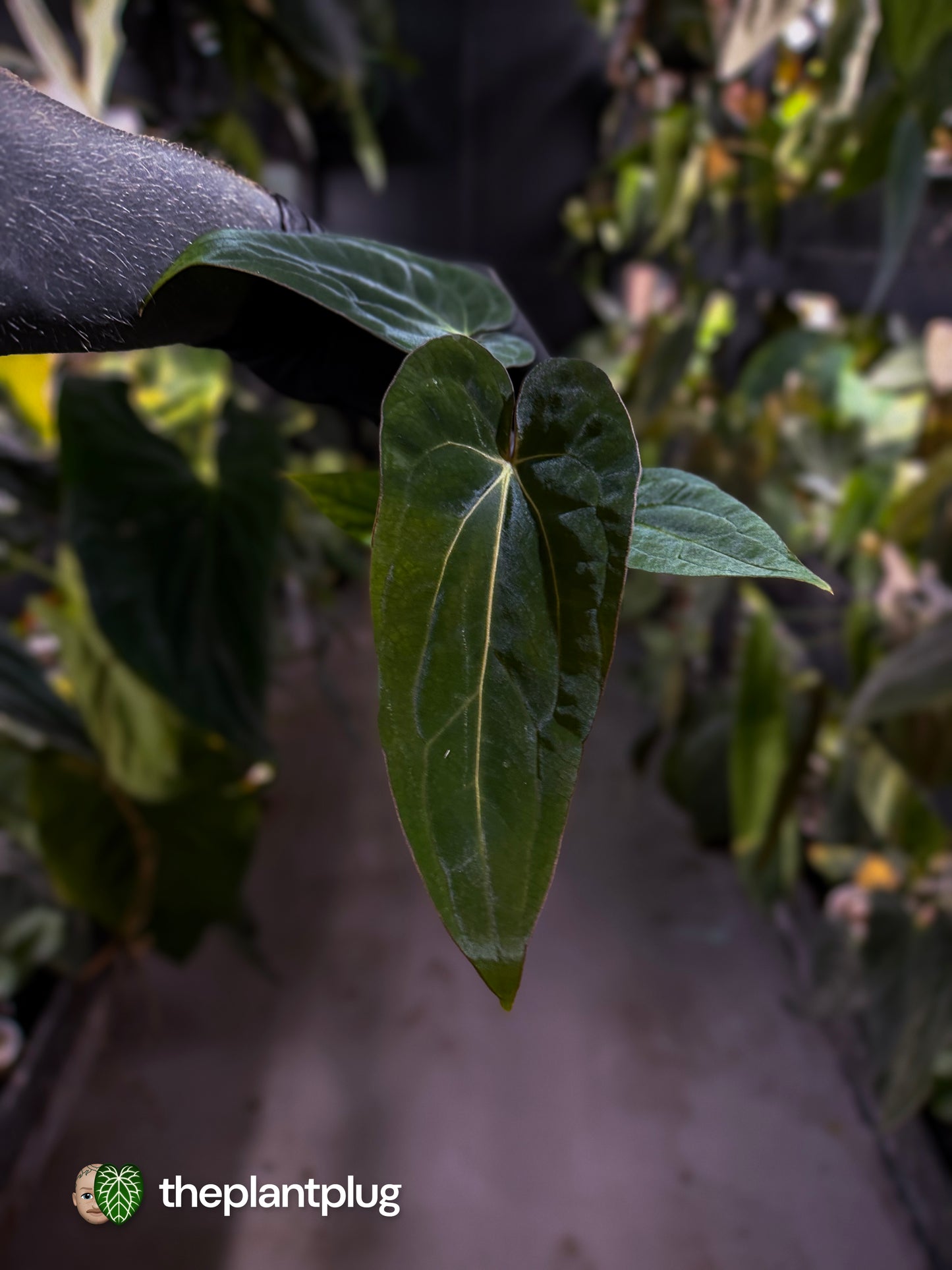 Anthurium (dressleri 'RG' f2 x carlablackiae 'Amanda') x (carlablackiae x antolakii / BVEP) 💫