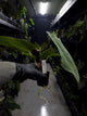 Anthurium (carlablackiae x dressleri) x (papillilaminum RLself)