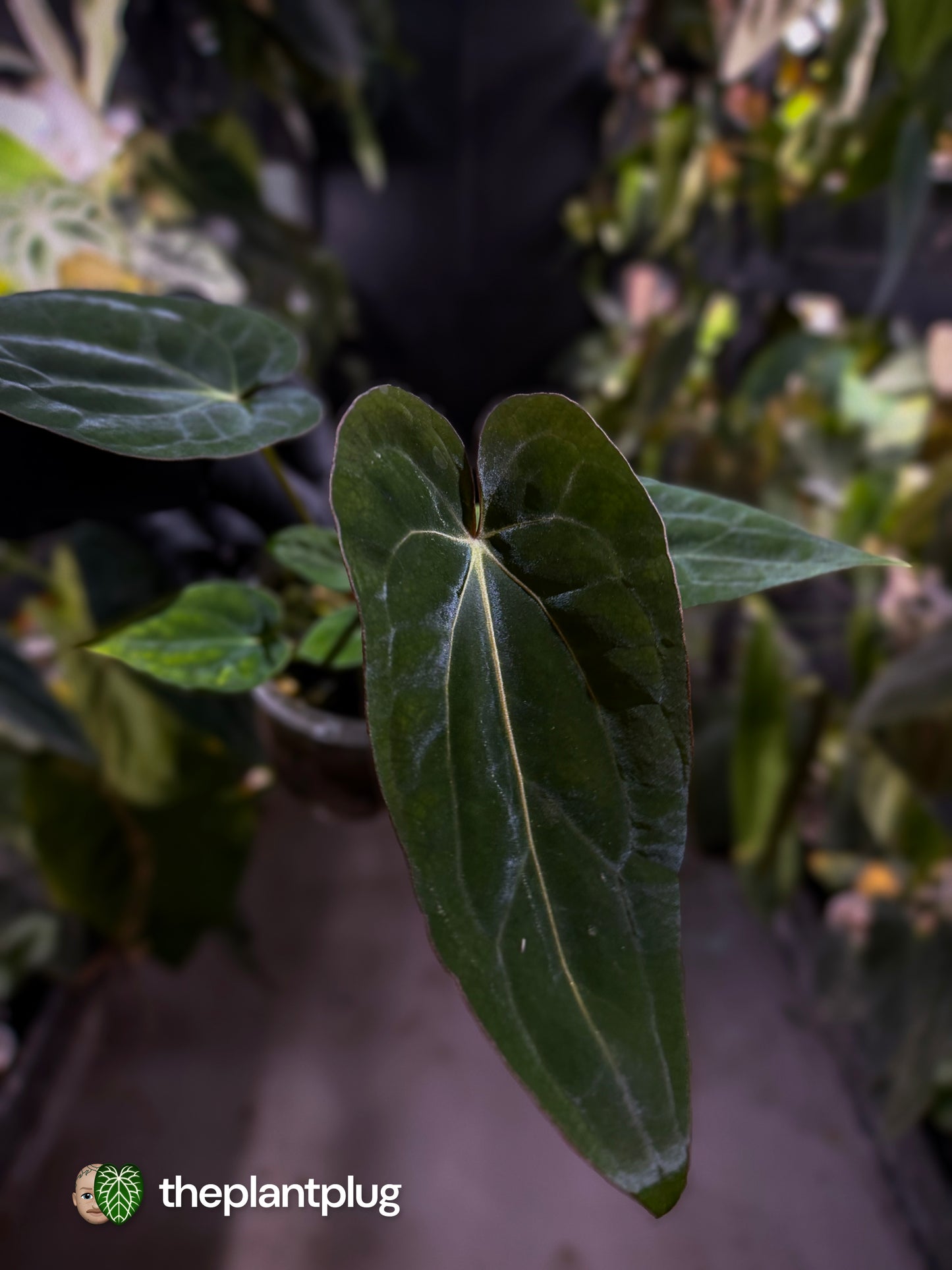 Anthurium (dressleri 'RG' f2 x carlablackiae 'Amanda') x (carlablackiae x antolakii / BVEP) 💫