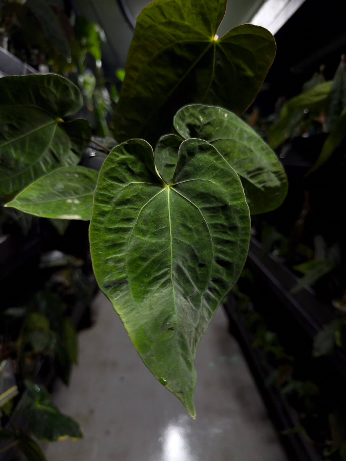 Anthurium #midastouch • ('blackx' x 'hoffx') x (#blackcherry) • mint gog variegated