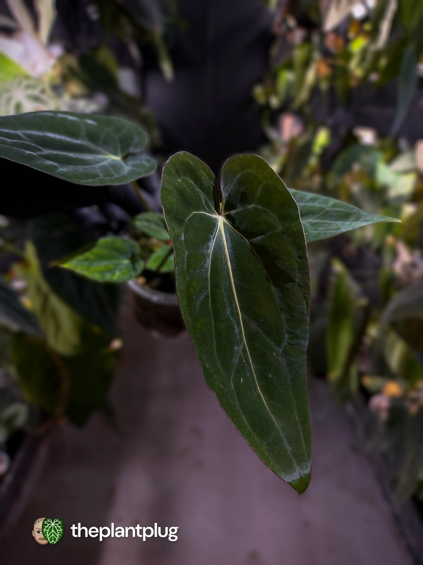 Anthurium (dressleri 'RG' f2 x carlablackiae 'Amanda') x (carlablackiae x antolakii / BVEP) 💫