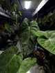 Anthurium #midastouch • ('blackx' x 'hoffx') x (#blackcherry) • mint gog variegated