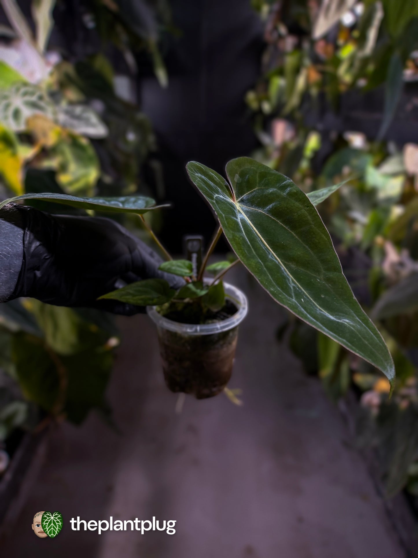 Anthurium (dressleri 'RG' f2 x carlablackiae 'Amanda') x (carlablackiae x antolakii / BVEP) 💫