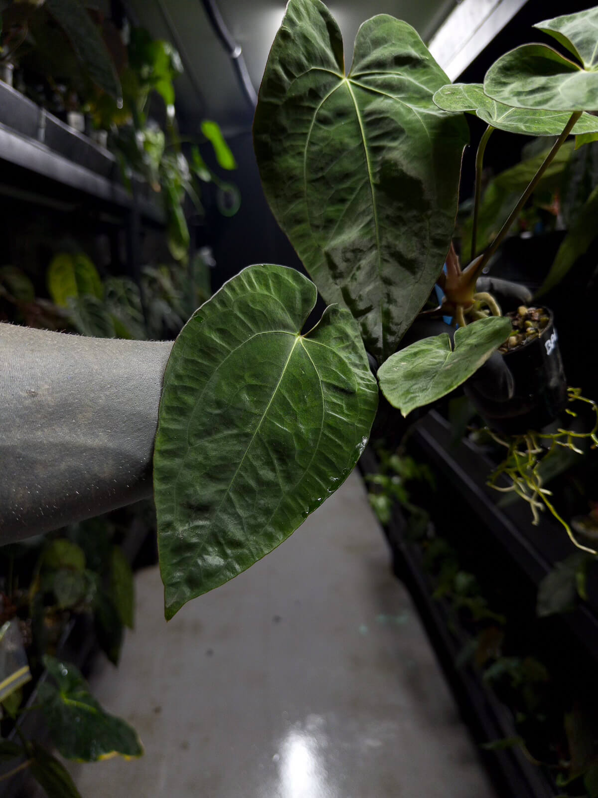 Anthurium #midastouch • ('blackx' x 'hoffx') x (#blackcherry) • mint gog variegated