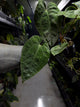 Anthurium #midastouch • ('blackx' x 'hoffx') x (#blackcherry) • mint gog variegated