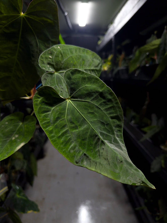 Anthurium #midastouch • ('blackx' x 'hoffx') x (#blackcherry) • mint gog variegated