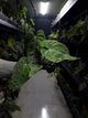 Anthurium #midastouch • ('blackx' x 'hoffx') x (#blackcherry) • mint gog variegated