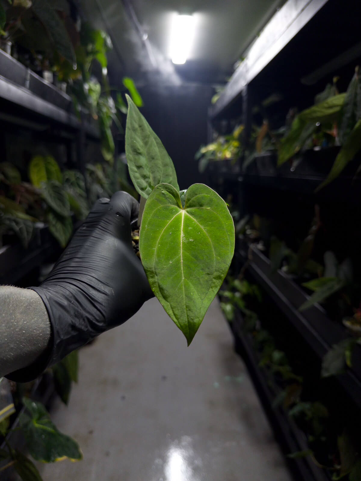Anthurium (antolakii x 'dark phoenix') x (dressleri x carlablackiae)