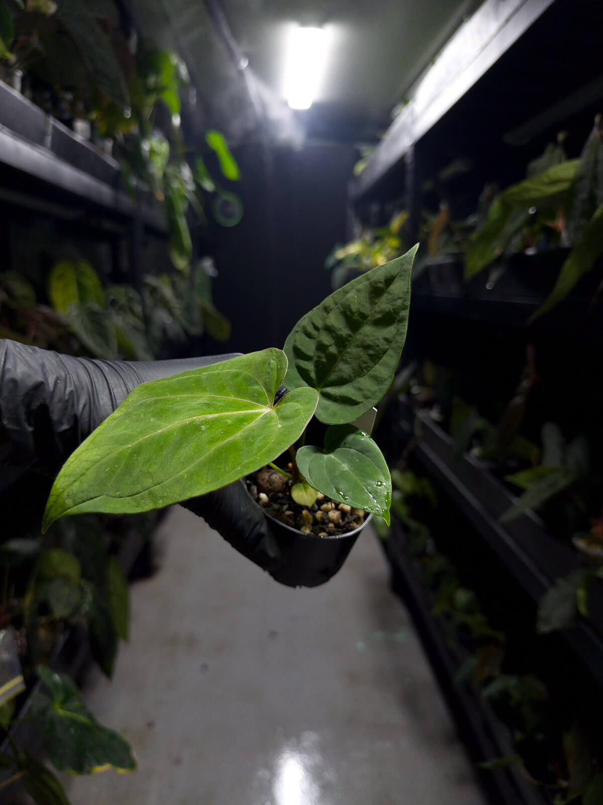 Anthurium (antolakii x 'dark phoenix') x (dressleri x carlablackiae)