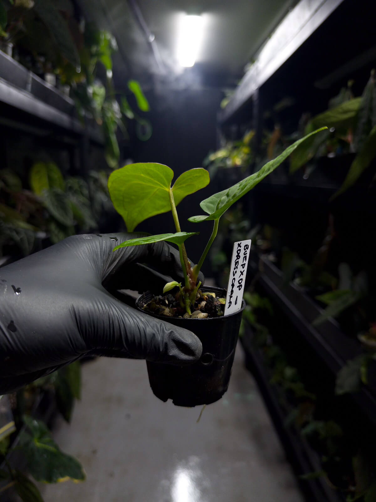 Anthurium (antolakii x 'dark phoenix') x (dressleri x carlablackiae)