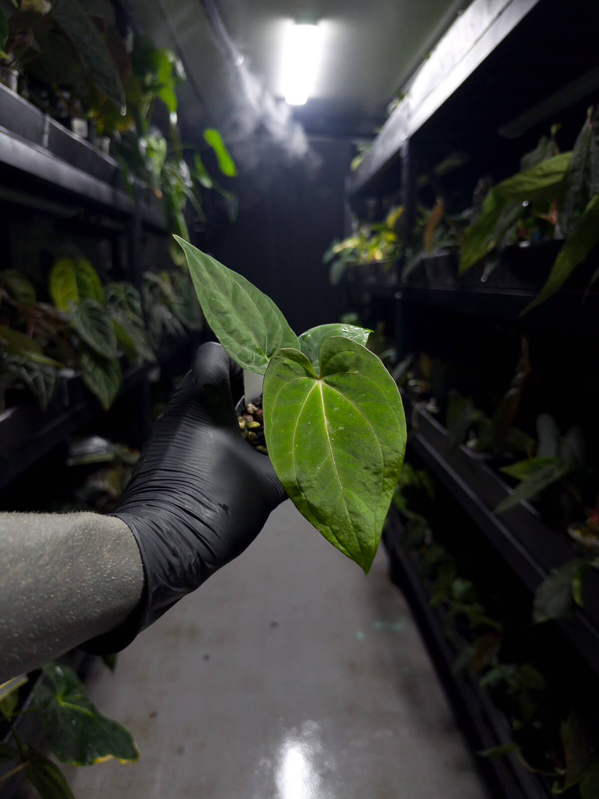 Anthurium (antolakii x 'dark phoenix') x (dressleri x carlablackiae)