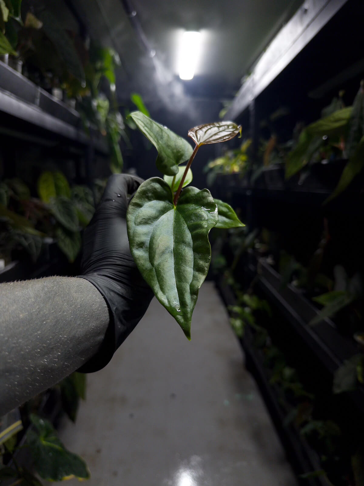 Anthurium #messiah • luxurians x papillilaminum