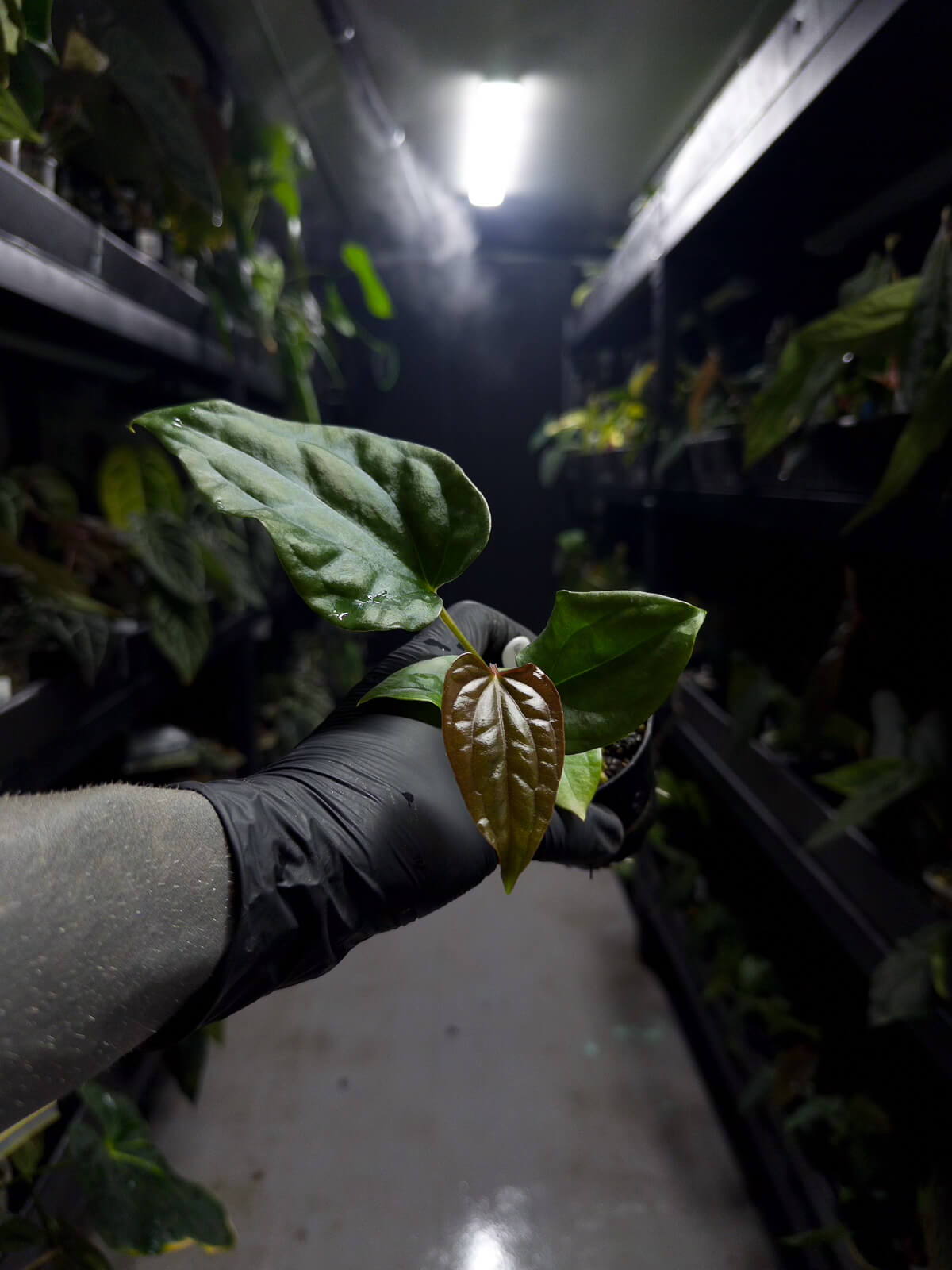 Anthurium #messiah • luxurians x papillilaminum