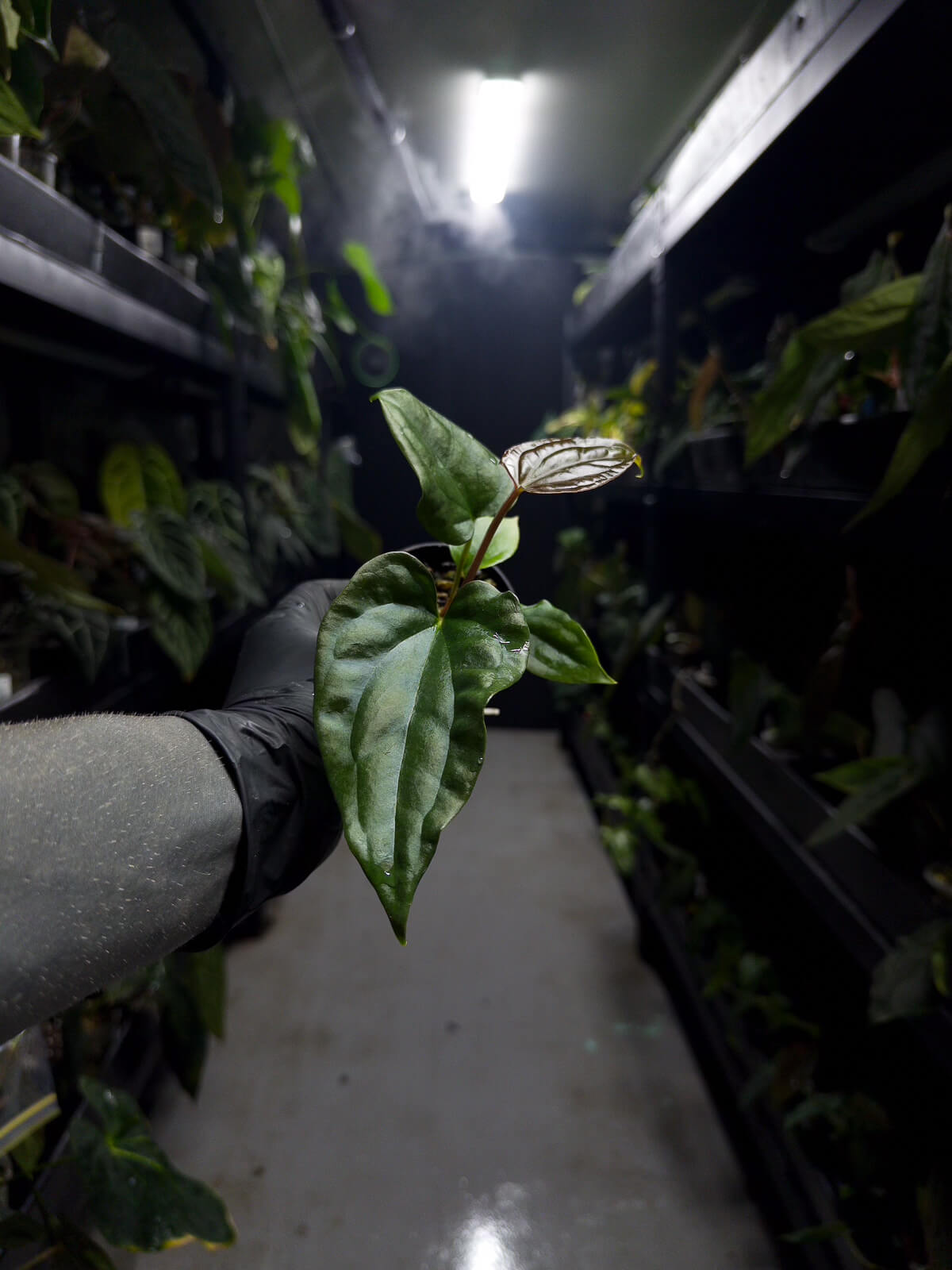 Anthurium #messiah • luxurians x papillilaminum