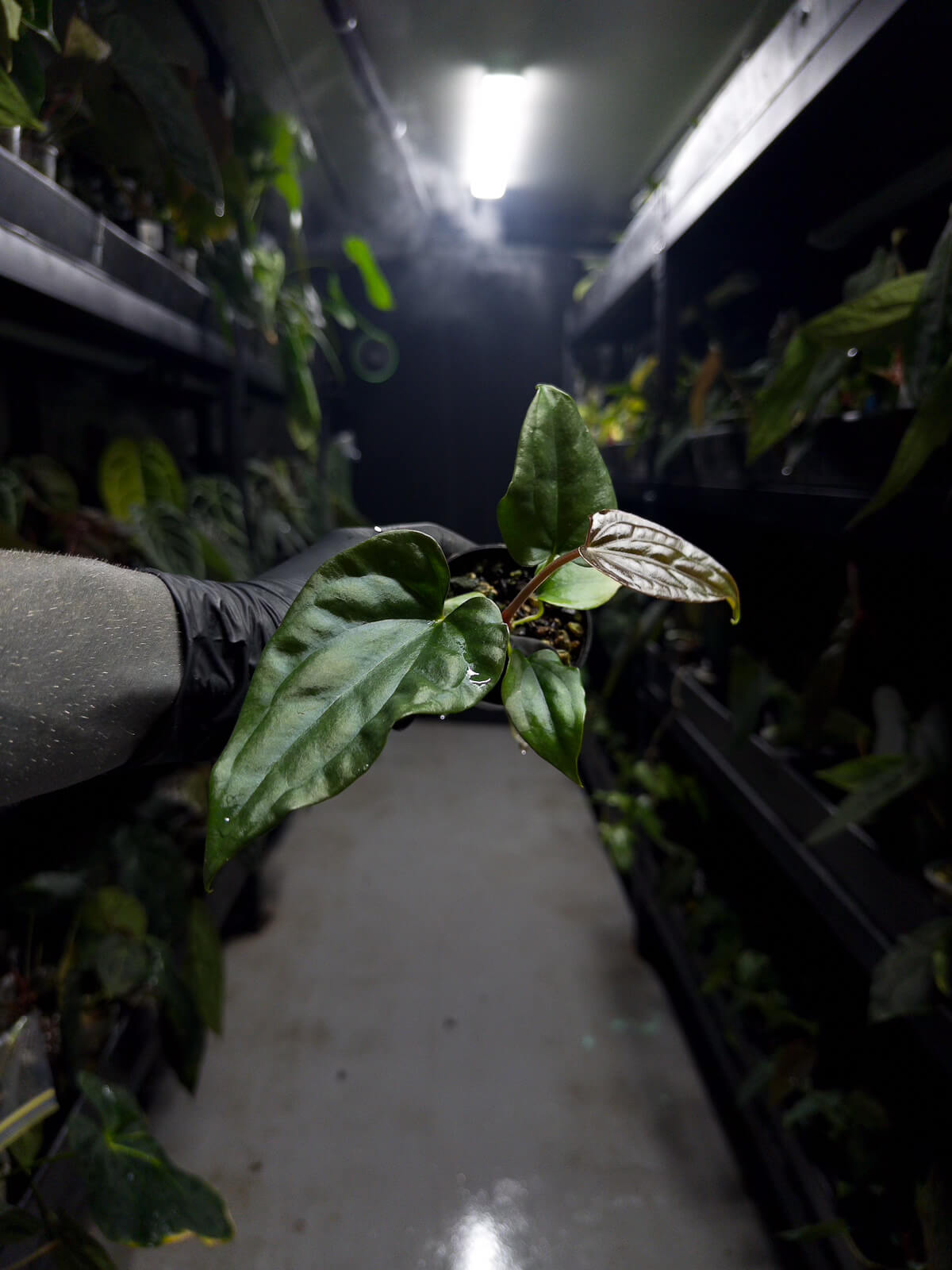 Anthurium #messiah • luxurians x papillilaminum