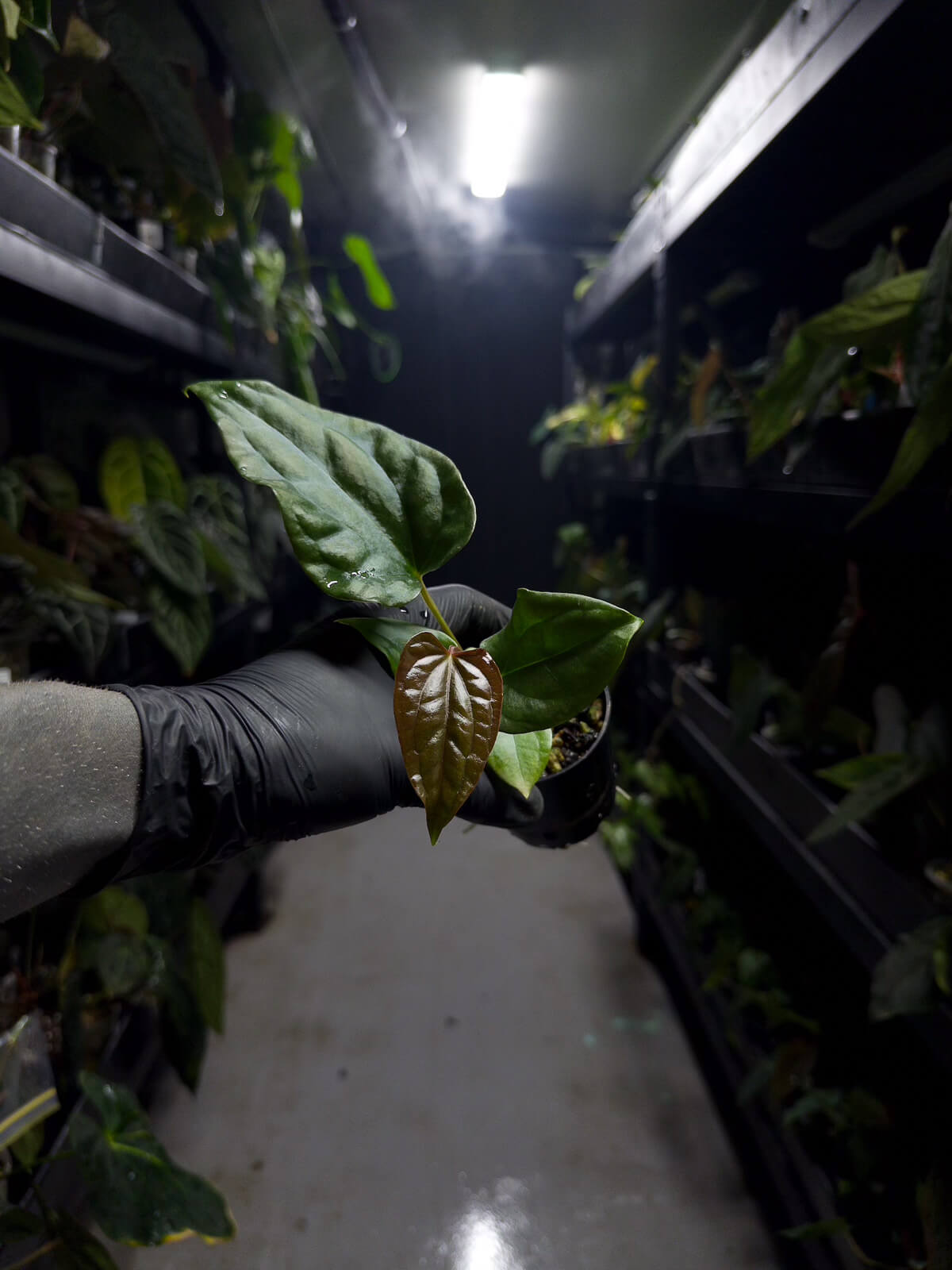 Anthurium #messiah • luxurians x papillilaminum