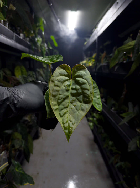 Anthurium #malibu - (blackx x hoffx) x luxurians