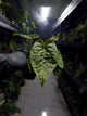 Anthurium #malibu - (blackx x hoffx) x luxurians