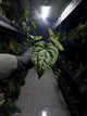 Anthurium #malibu - (blackx x hoffx) x luxurians