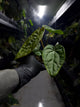Anthurium #malibu - (blackx x hoffx) x luxurians