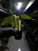 Anthurium #malibu - (blackx x hoffx) x luxurians
