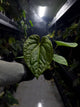 Anthurium #malibu - (blackx x hoffx) x luxurians