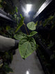 Anthurium #malibu - (blackx x hoffx) x luxurians